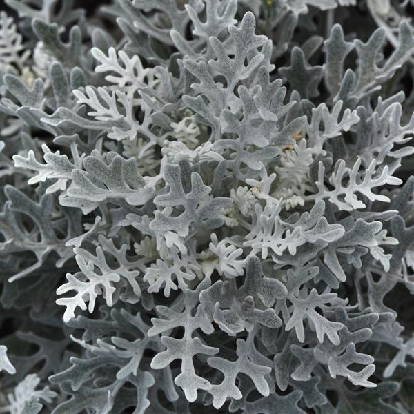 Dusty Miller - Silverdust
