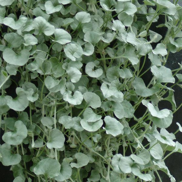 Dichondra - Silver Falls