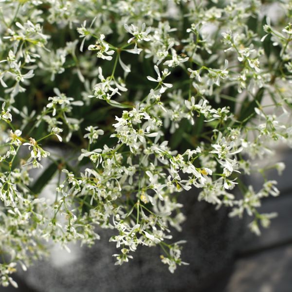 Euphorbia - Star Dust - White Flash