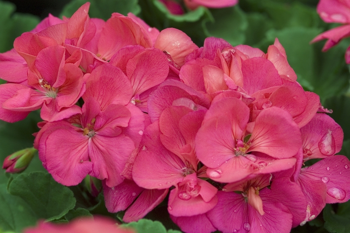Geranium Patriot - Rose Pink Geranium Patriot - Rose Pink