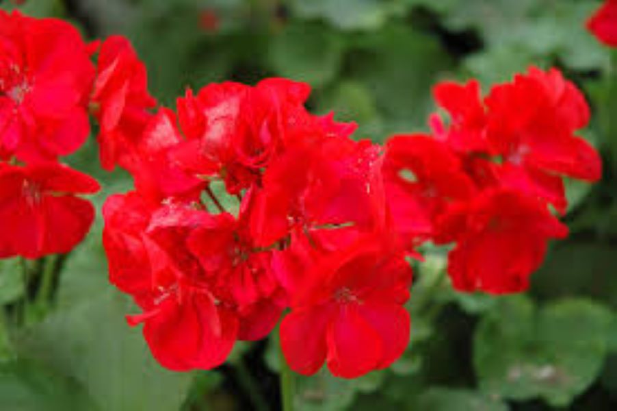 Geranium - Maestro - Sassy Dark Red Geranium - Maestro - Sassy Dark Red