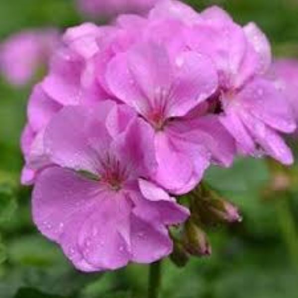 Geranium Patriot - Lavender Blue Geranium Patriot - Lavender Blue