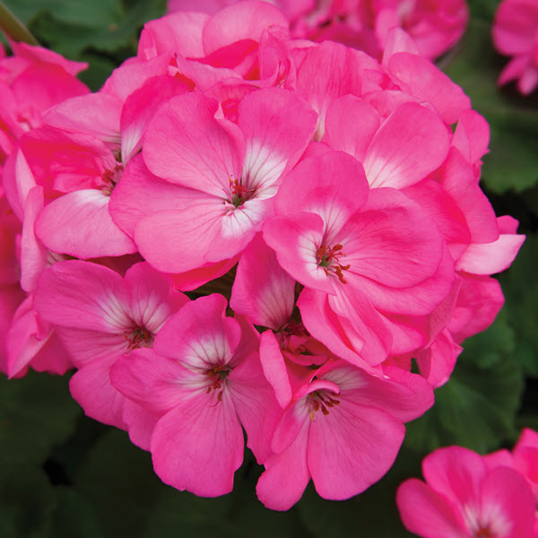 Geranium - Rocky Mountain - Pink Geranium - Rocky Mountain - Pink