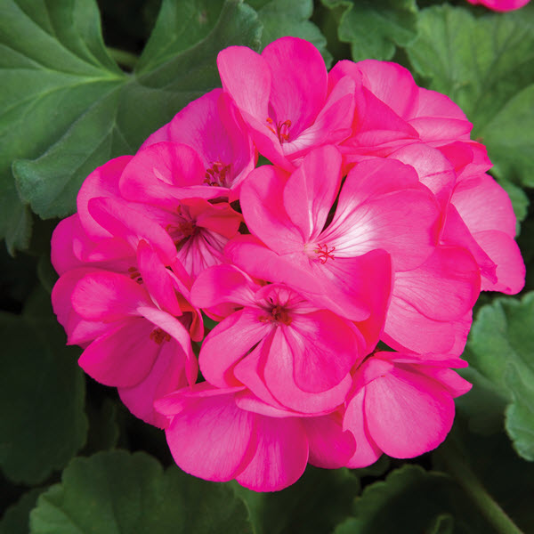 Geranium - Rocky Mountain - Deep Rose Geranium - Rocky Mountain - Deep Rose