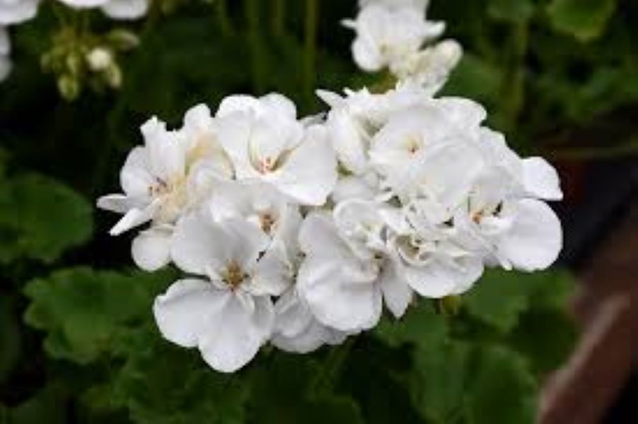 Geranium Patriot - White Geranium Patriot - White