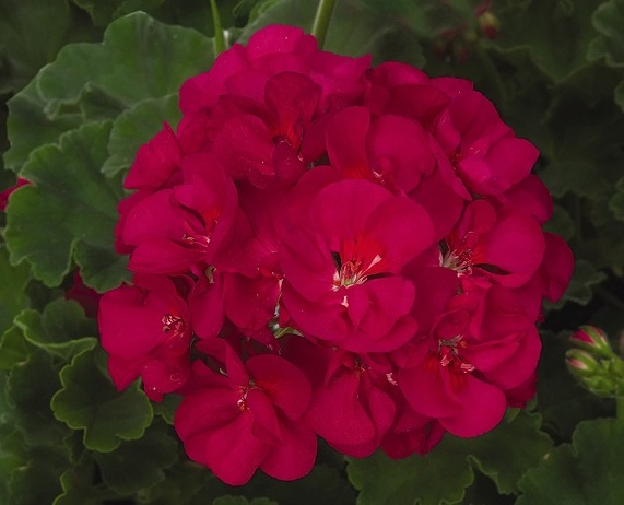 Geranium Patriot - Bright Violet Geranium Patriot - Bright Violet