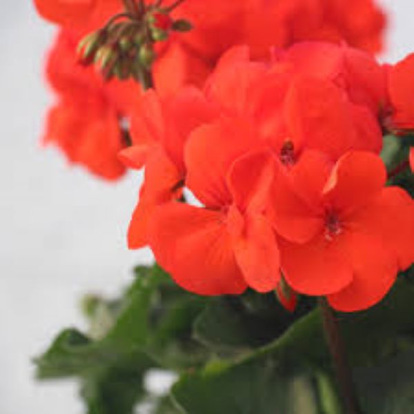 Geranium Patriot - Orange Geranium Patriot - Orange