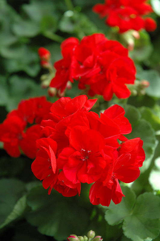 Geranium Patriot - Bright Red Geranium Patriot - Bright Red