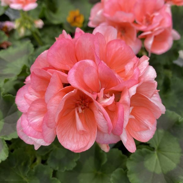 Geranium Patriot - Salmon Geranium Patriot - Salmon