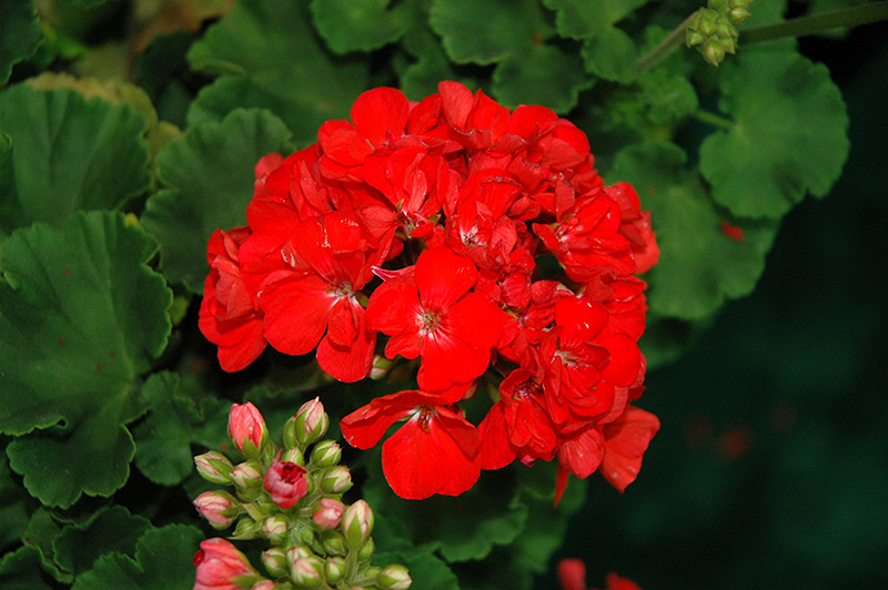 Geranium Patriot - Watermelon Geranium Patriot - Watermelon