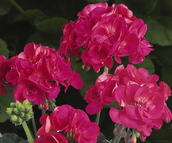 Geranium Patriot - Cherry Rose Geranium Patriot - Cherry Rose