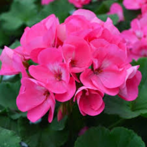 Geranium - Americana - Pink Geranium - Americana - Pink