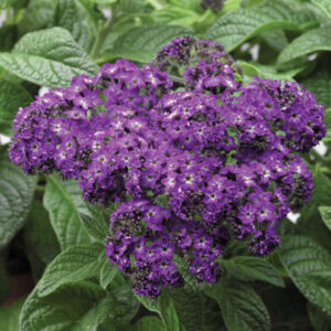 Heliotrope - Scentopia (Dark Blue)
