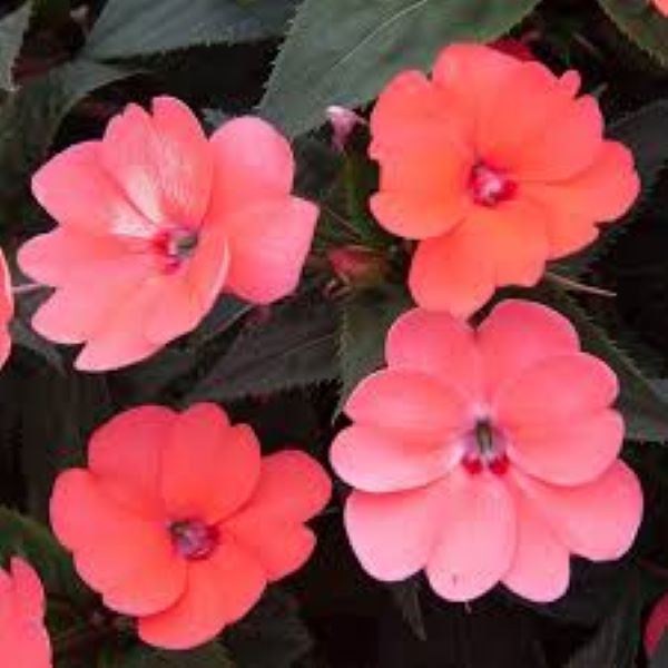 Impatiens - Sunpatiens Compact Hot Coral