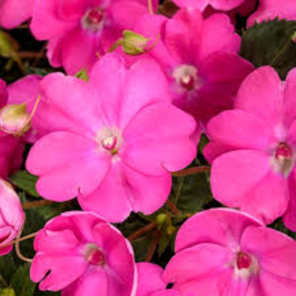 Impatiens - Sunpatiens Compact Hot Pink