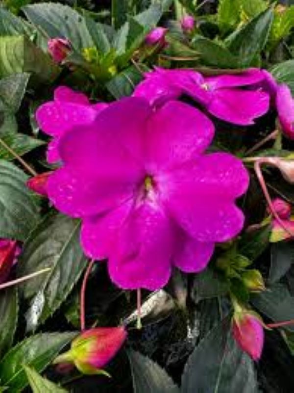 Impatiens - Sunpatiens Compact Lilac