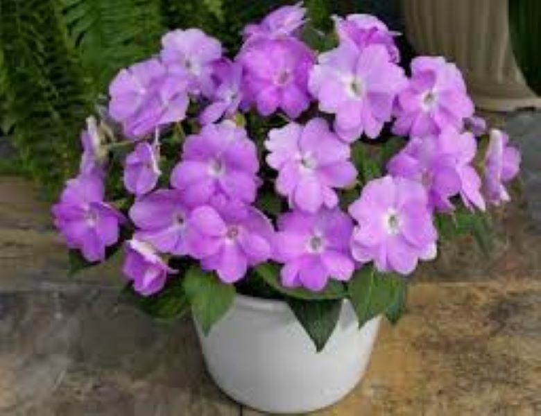 Impatiens - Sunpatiens Compact Orchid Blush