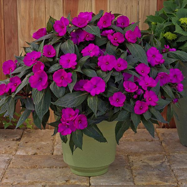 Impatiens - Sunpatiens Compact Purple