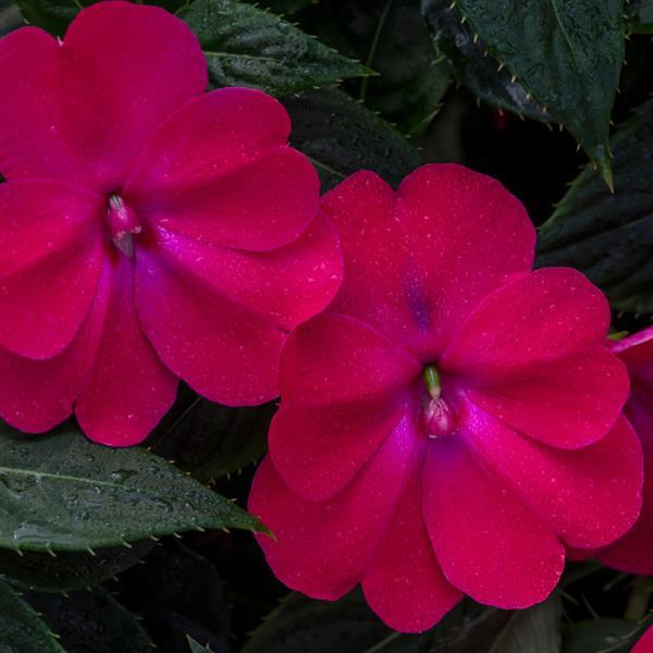 Impatiens - Sunpatiens Compact Rose Glow