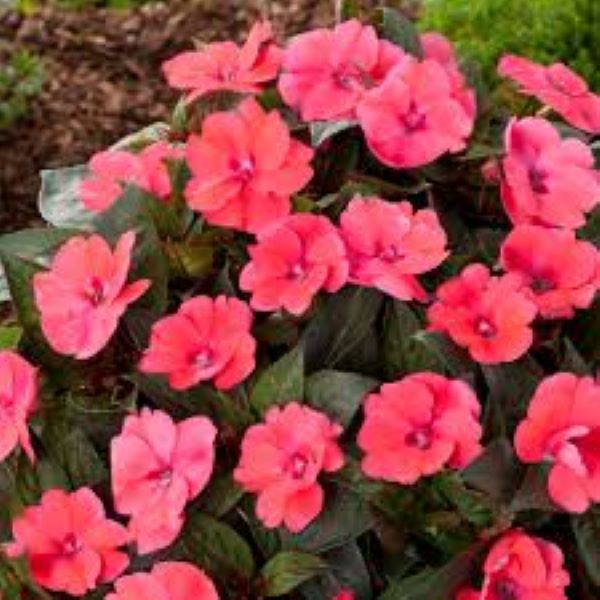 Impatiens - Sunpatiens Compact Deep Rose