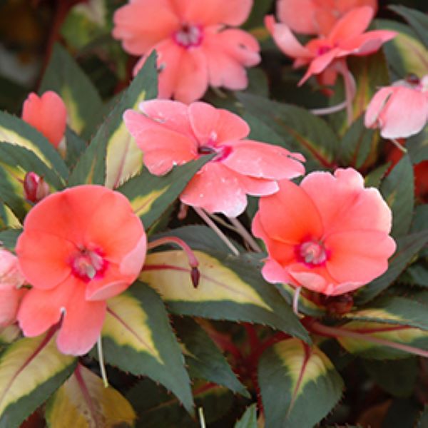 Impatiens - SunStanding Jazzy Variegated Leaf Coral