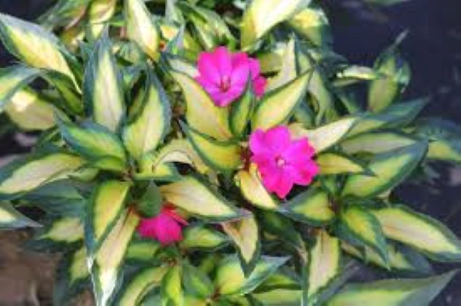 Impatiens - SunStanding Jazzy Variegated Leaf Hot Pink