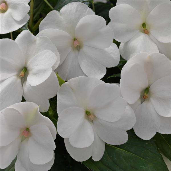 Impatiens - Sunpatiens Compact White