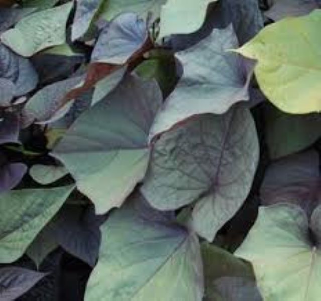 Ipomoea - Potato Vine - Ace of Spades