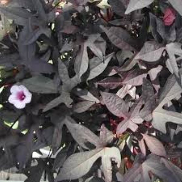 Ipomoea - Potato Vine - Blackie