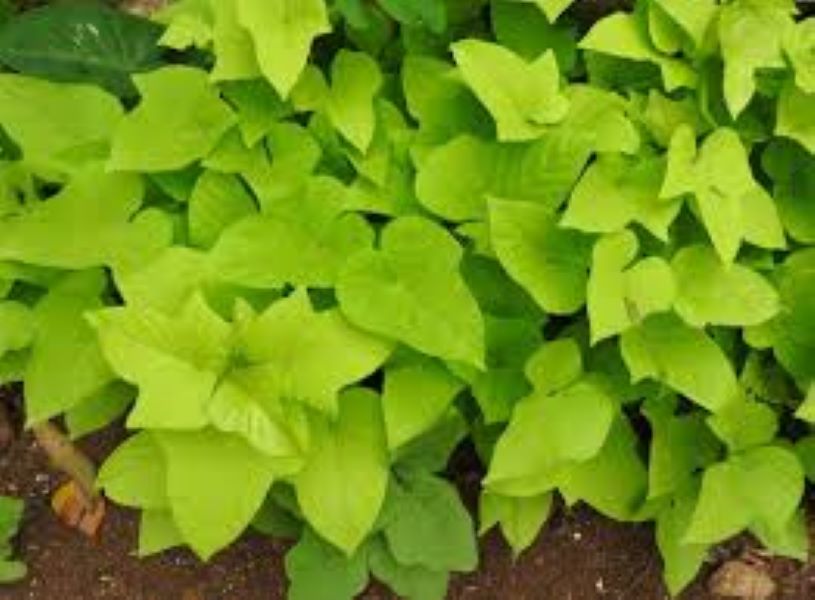 Ipomoea - Potato Vine - Marguerite