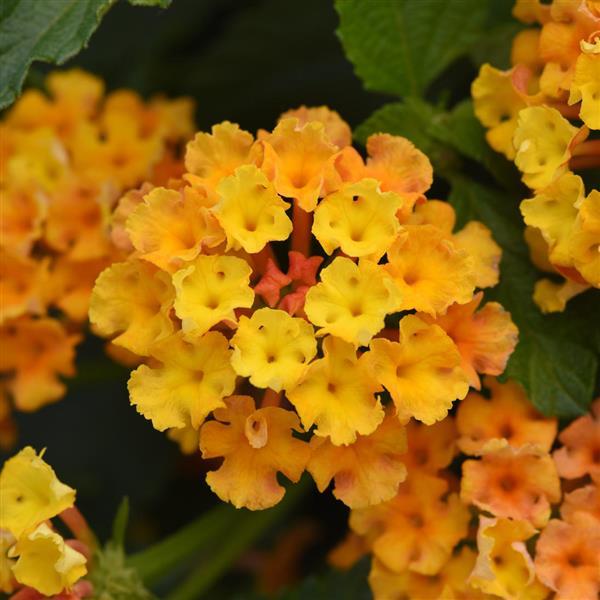 Lantana - Bloomify - Orange