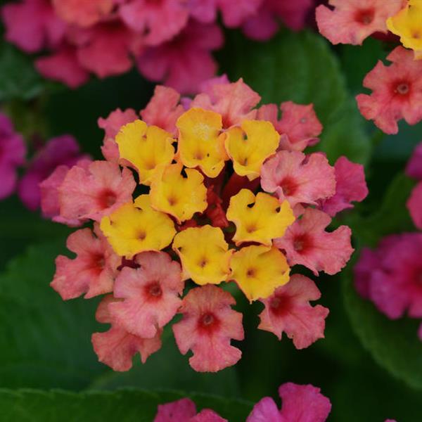 Lantana - Bloomify - Rose