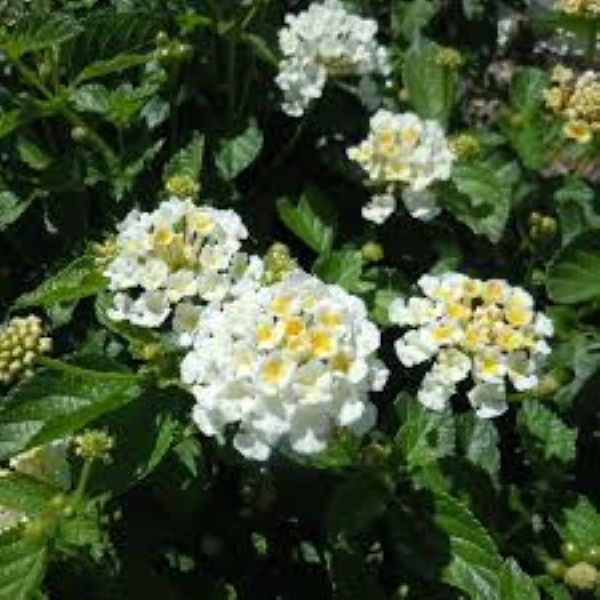 Lantana - Bloomify - White
