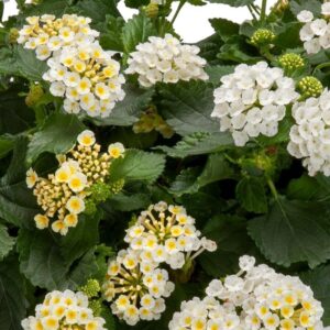 Lantana - Bandolista Coconut