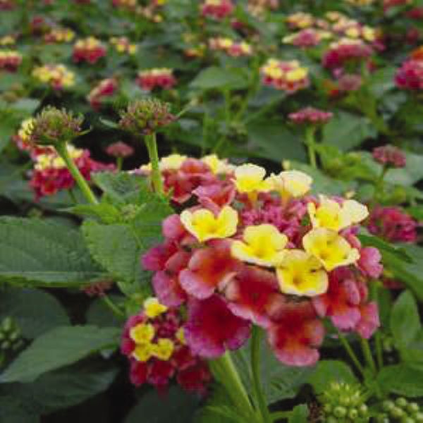Lantana - Confetti