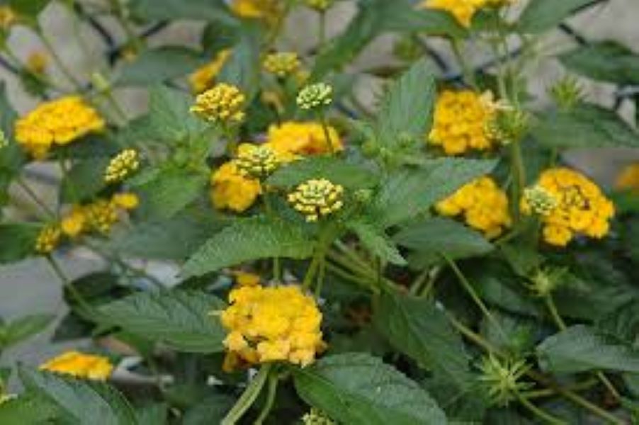 Lantana - New Gold