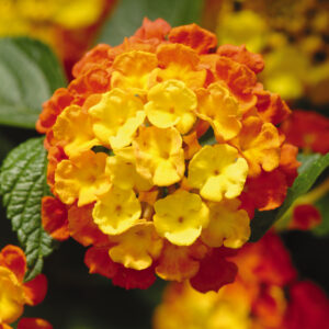 Lantana - Landmark Citrus