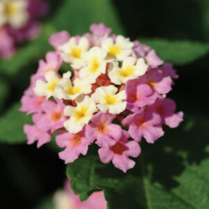 Lantana - Landmark Rose Glow
