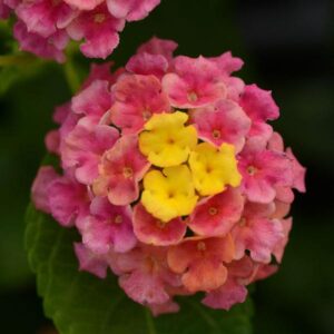 Lantana - Landmark Sunrise Rose