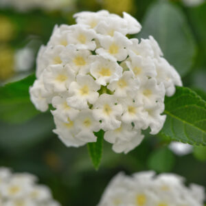 Lantana - Landmark White