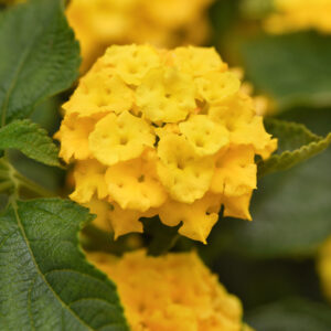 Lantana - Landmark Yellow