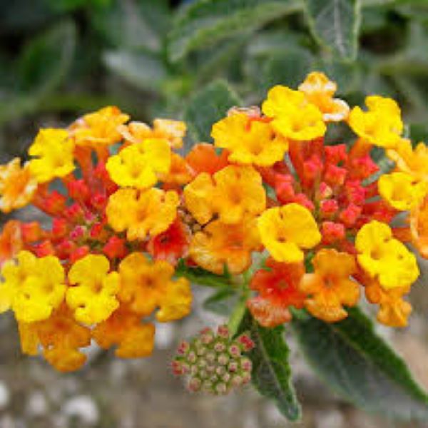 Lantana - Radiation