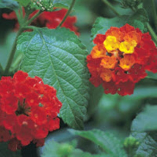 Lantana - Dallas Red