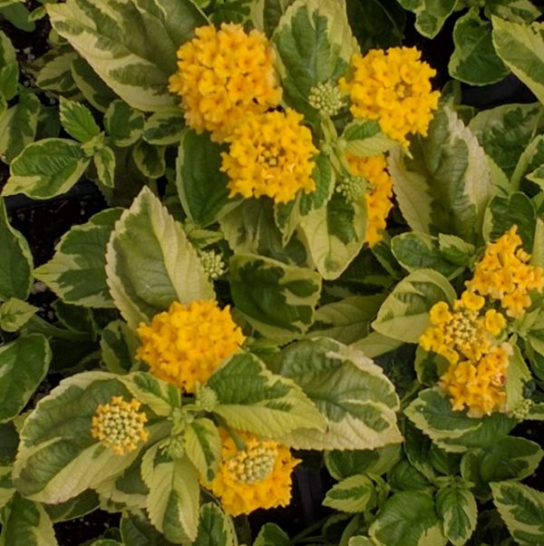 Lantana - Samantha - Variegated Leaf