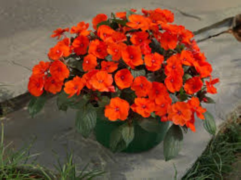 Impatiens - Sunpatiens Compact Orange