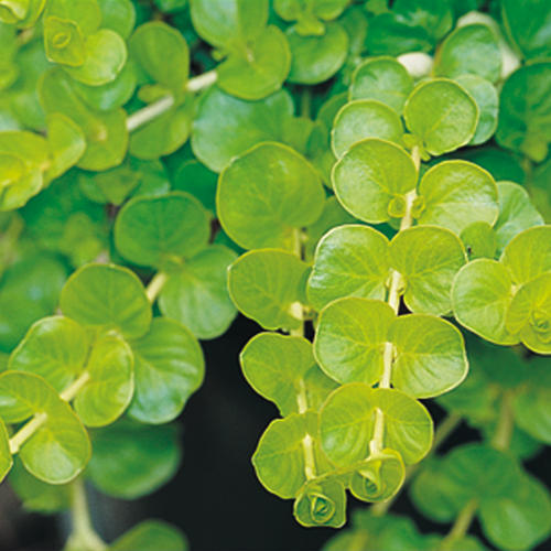 Lysimachia - Goldii