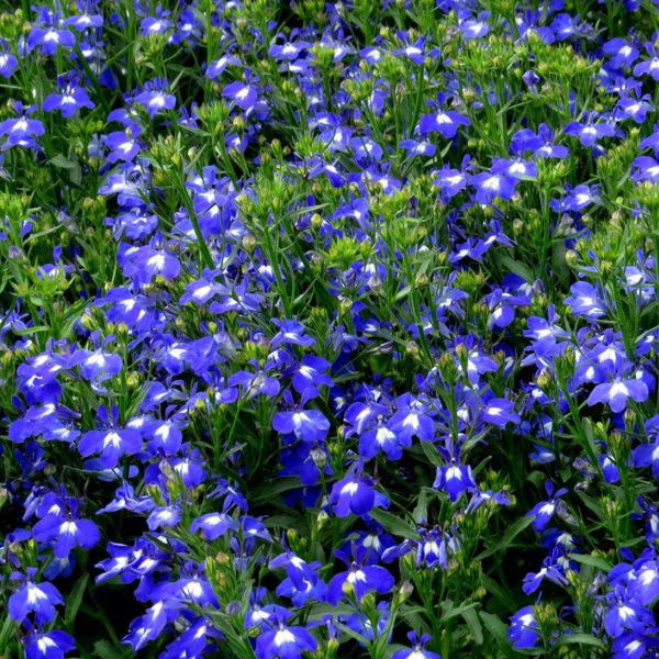 Lobelia - Techno Upright Dark Blue