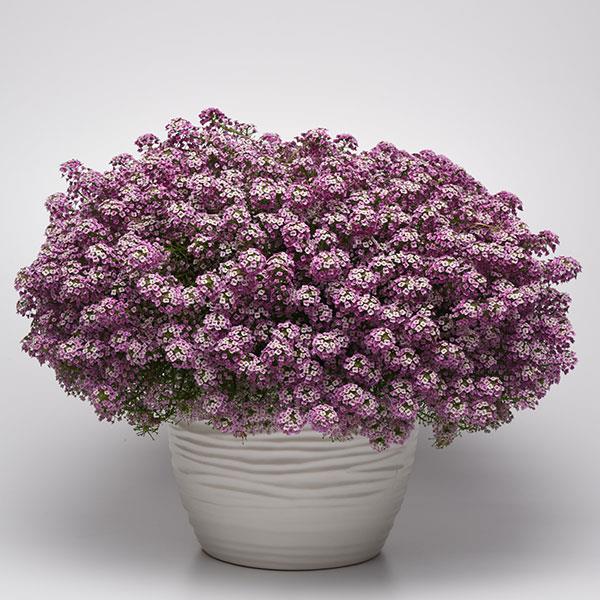 Lobularia - Easy Breezy Pink
