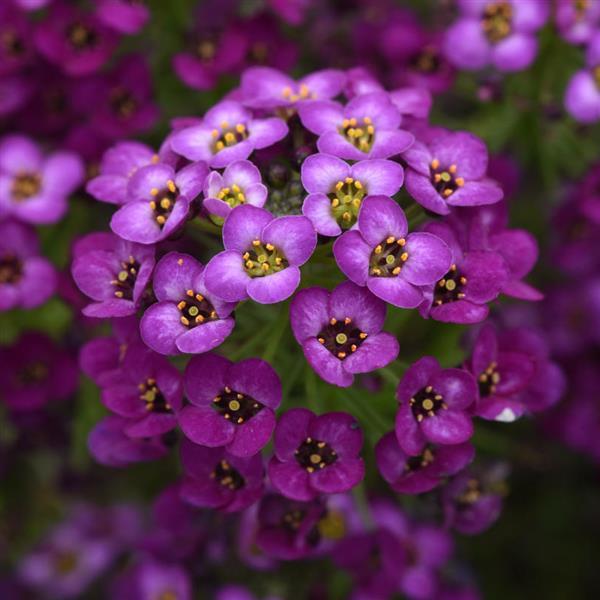 Lobularia - Easy Breezy Purple