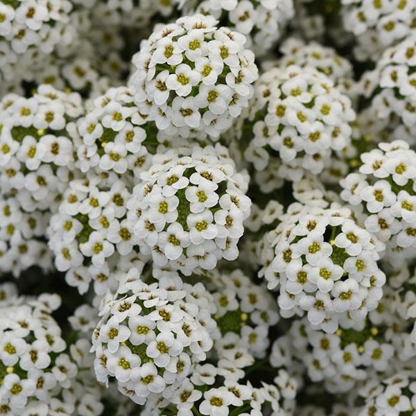 Lobularia - Easy Breezy White
